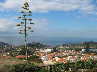 Madeira 058.jpg