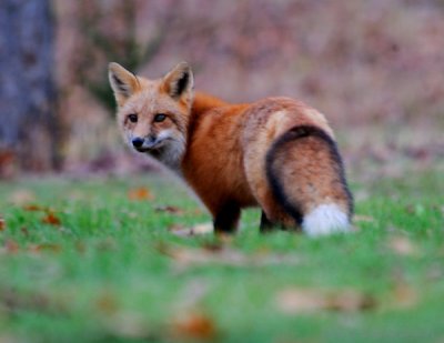 Red Fox