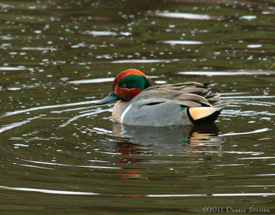 Green-winged Teal