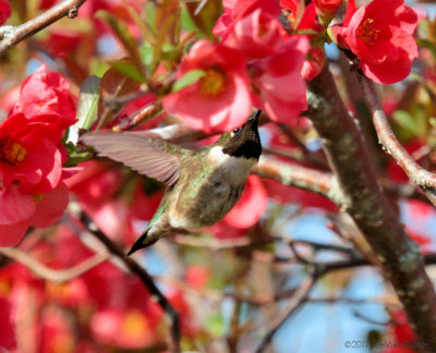 Ruby-throated Hummingbird