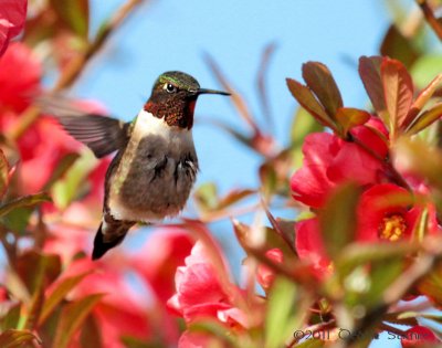 Ruby-throated Hummingbird