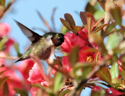 Ruby-throated Hummingbird
