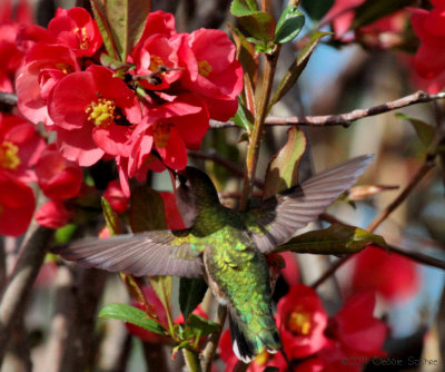 Ruby-throated Hummingbird
