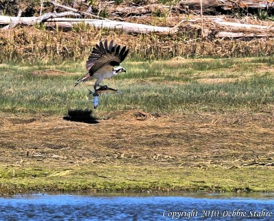 Osprey Trying To Fly 2 Fish Out