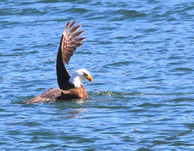 Eagle Catches Mallard Duck