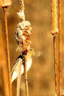 American Goldfinch On Cattails