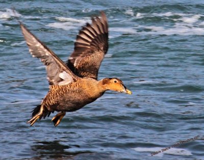 Female Common Eider In Flight