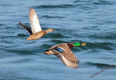 Mallard Pair In Flight