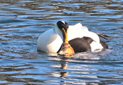 Common Eiders Mating