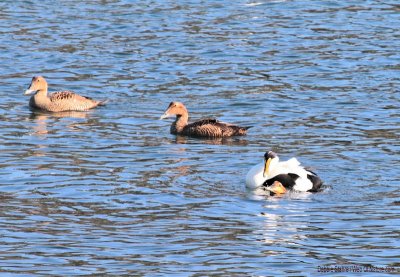 Common Eiders