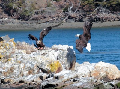 Eagles Touch Down On Rock Pile With Mallard
