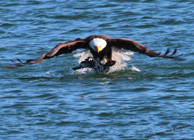 Eagle Getting Mallard Above Water