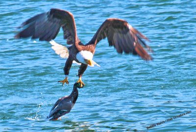 Eagle Holding Mallard Flying To Nearest Point