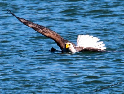 Eagle With Mallard