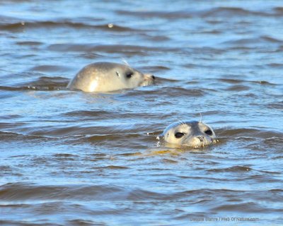 Seals