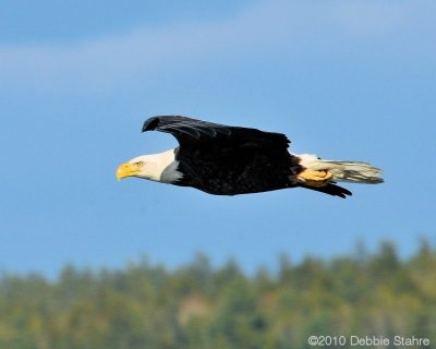 Flight American Bald Eagle