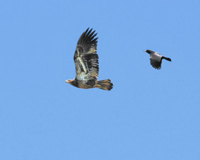 Crow Chasing Immature Eagle