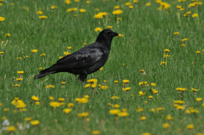Crow in the Dandelions