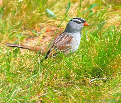 White-crowned Sparrow