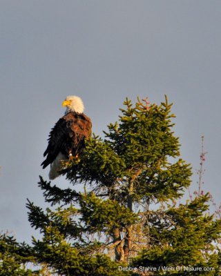 Eagle In Tree
