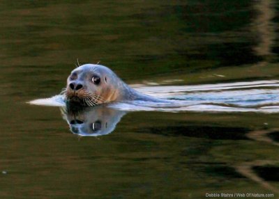 Seal