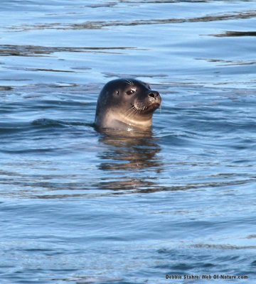 Smiley Seal 2
