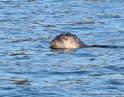Harbor Seal