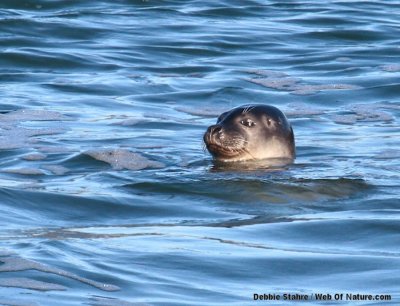 Smiley Seal