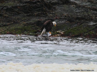 Eagle Wit h Gull