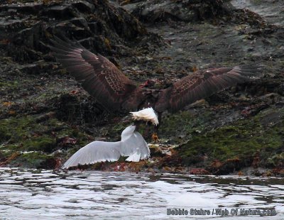 Eagle Wit h Gull