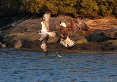 Eagle Goes After Osprey's Fish