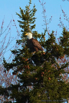 Eagle On Lookout Duty