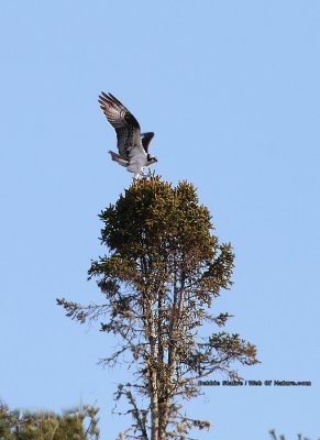 Osprey In Treetop