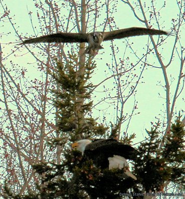 Eagle Ducking Osprey (Poor Quality...)