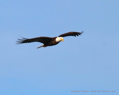 Eagle Flying Back ToTree