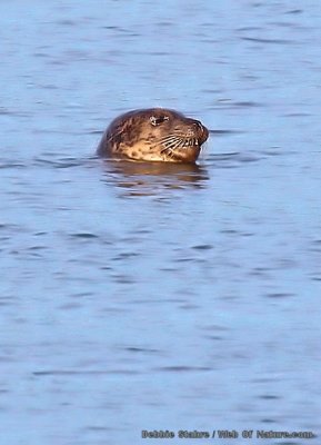 Seal