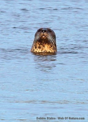 Seal