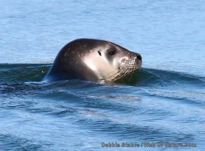 Seal