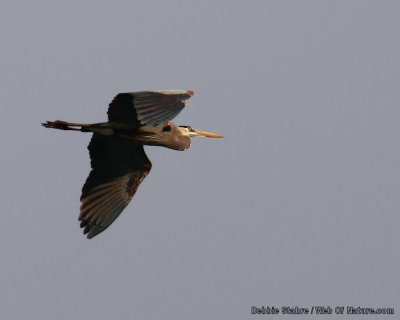 Tidal Falls Herons