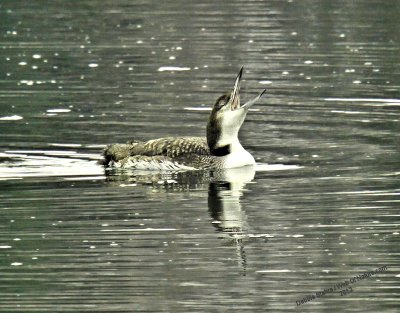 Swallowing Food