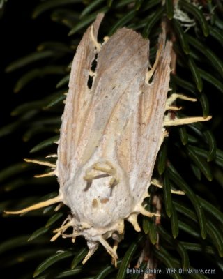 Fungus Encrusted Dead Moth