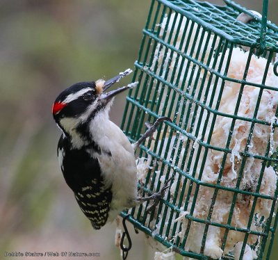 Hairy Woodpecker Male