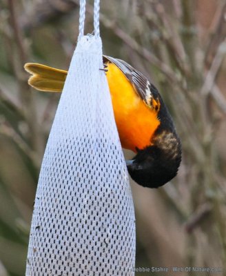 Oriole Eating Thistle