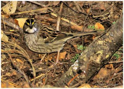White-throated Sparrow