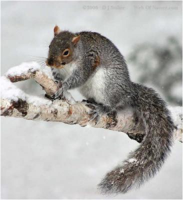 Snowy Grey Squirrel