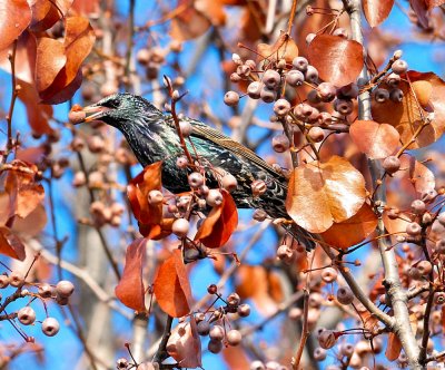 European Starling