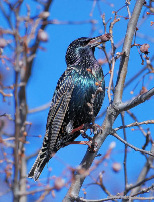 European Starling