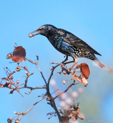 European Starling