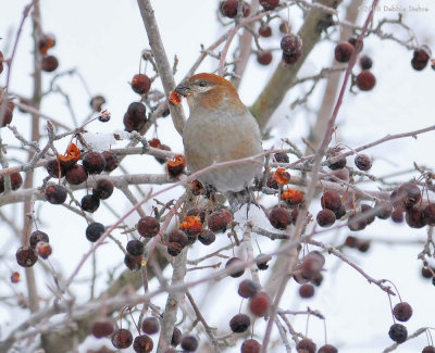 Pine Grosbeak