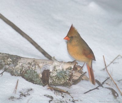 Female Cardinal During Snow Storm